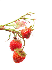 strawberries on a white background