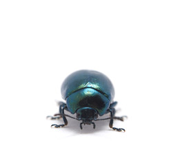 a beetle on a white background