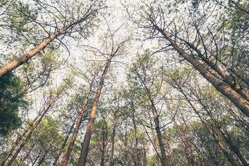 Pine Forests vintage effect style
