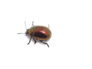 a beetle on a white background
