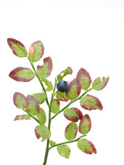 bush blueberries on a white background