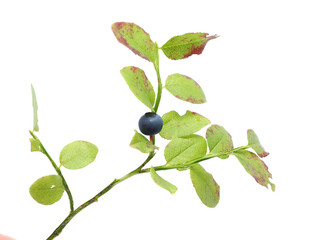 bush blueberries on a white background