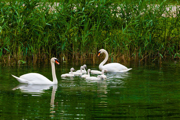 Swans on the lake. Swans with nestlings.  Swan with chicks. Mute