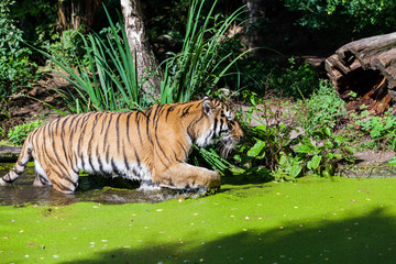 Tiger in water