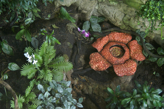 Rafflesia, the biggest flower in the world with rotting meat smell. .