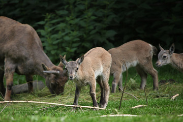 East Caucasian tur (Capra caucasica cylindricornis).
