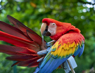 Scarlet macaw ( ara macao) © Ana Tramont