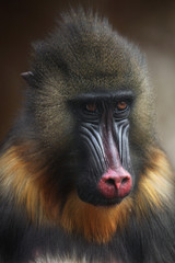 Mandrill (Mandrillus sphinx).