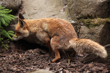 Red fox (Vulpes vulpes).