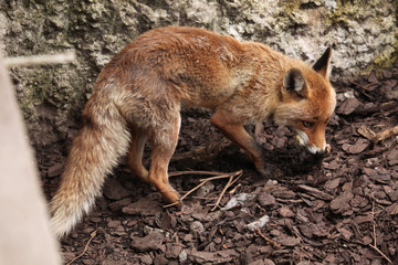 Naklejka na ściany i meble Red fox (Vulpes vulpes).