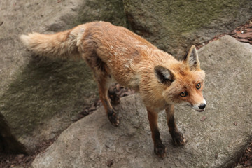 Red fox (Vulpes vulpes).