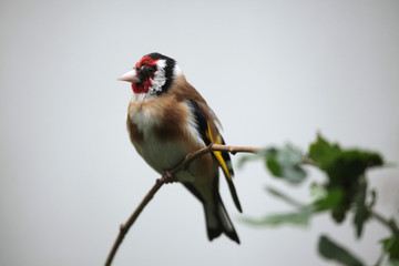 European goldfinch (Carduelis carduelis).