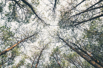 Pine Forests vintage effect style