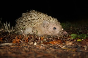 Büyükada Kirpisi (Erinaceus) 2 © mustafahkara