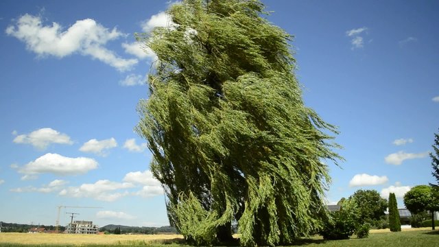 Trauerweide wiegt sich im Wind