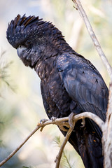 Australian Red-Tailed Black Cockatoo