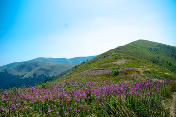 Obraz premium Bright pink field flowers in the mountains.