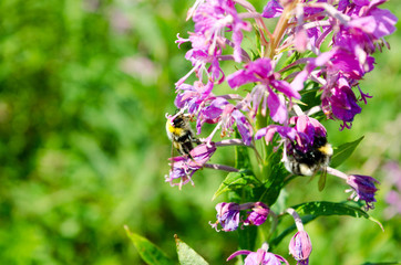 Bumblebee on the pink flower in the green meadow