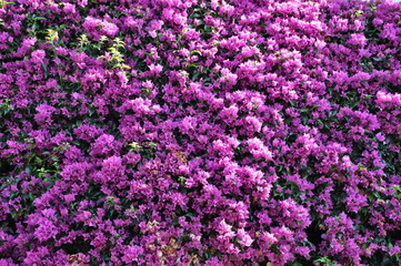 Violet flowering bushes of bougainvillea