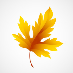 Fototapeta na wymiar Fall leaf isolated in white. Vector illustration