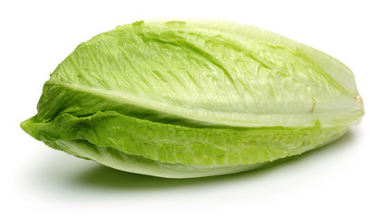 Fototapeta premium Lettuce