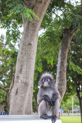 Langur sitting on the roof pick-up car