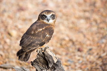 Barking Owl