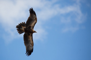 Wedge-Tailed Eagle in Flight