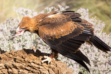 Wedge-Tailed Eagle Eating