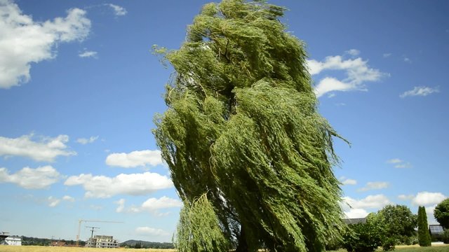 Trauerweide wiegt sich im Wind