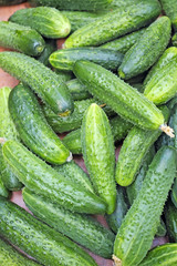Background from green cucumbers