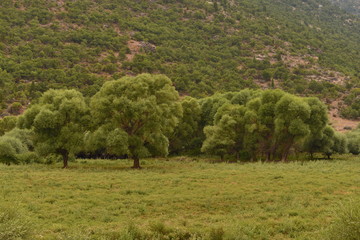 yeşil © Photocenter
