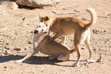 Wild Dingoes