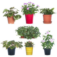 set pot plants isolated on white. kataranus, cactus, begonias and other