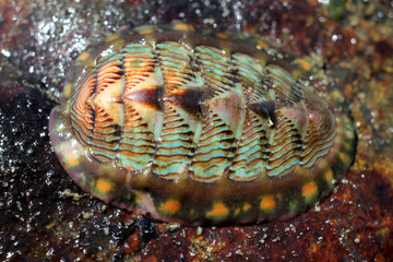 Lined chiton - Tonicella lineata