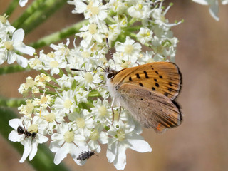 Purplish Copper Butterfly - Lycaena helloides