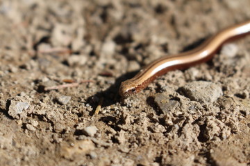 "Slow Worm" (or Blind Worm) in Innsbruck, Austria. Its scientific name is Anguis Fragilis, native to Europe and Asia. They are lizards spending much of the time hiding underneath objects. 