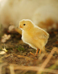 New Born Yellow Baby Chick in afternoon light