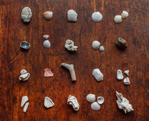 shell collection