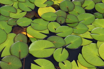"Dwarf White Waterlily" pads in Innsbruck, Austria. Its scientific name is Nymphaea Candida, native to  Europe and West Asia. (See my other plants)