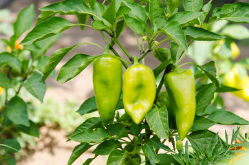 Fruits of pepper on the bush