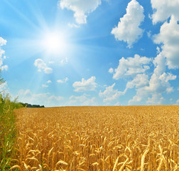 Naklejka premium Wheat field