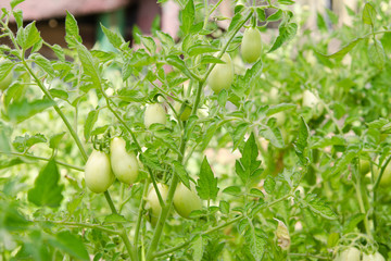 Thickets of tomatoes with green fruit is not ripe