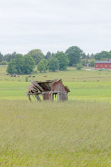 Tumbledown barn on a field