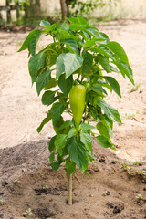Bush pepper with fruits