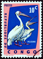 Great white pelicans (Democratic Republic of Congo 1963)