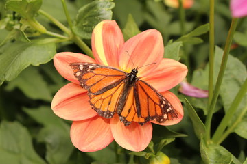 A "Monarch Butterfly" (Danaus Plexippus) sipping nectar through its proboscis from an orange "Garden Dahlia" flower in Innsbruck, Austria. (See my other images)