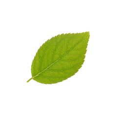 Obraz premium Single rose leaves isolate on white background