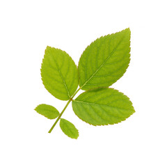 Fresh rose leaves isolate on white background