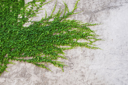Green ivi creeper on cement wall